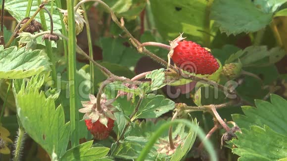 野生草莓视频的预览图
