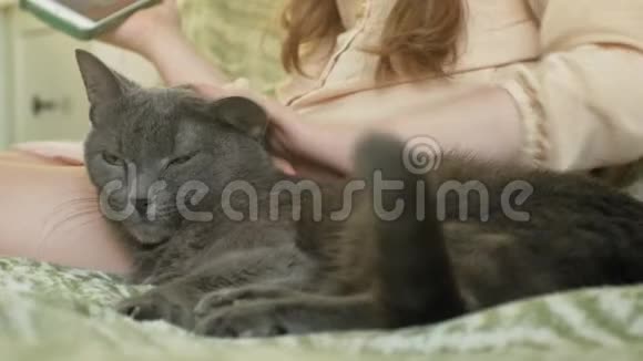 幸福的女孩金发和辫子坐在沙发上用电话抚摸着灰色的猫视频的预览图