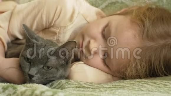 幸福的女孩金发和辫子躺在沙发上抚摸着一只灰色的猫视频的预览图
