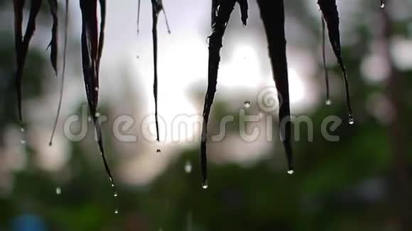 雨滴从草顶上掉下来视频的预览图