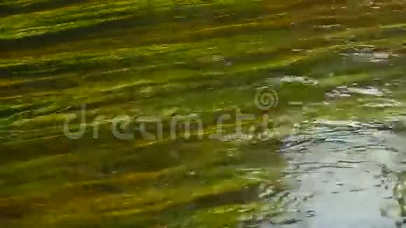 美丽的水下植物在河水中流动视频的预览图