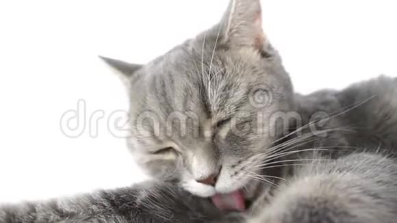 猫在洗她的舌头特写超级慢动作视频的预览图