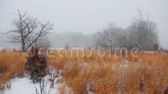 冬天公园的景色视频的预览图