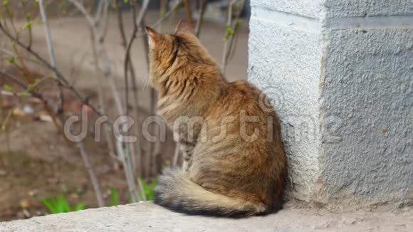 毛茸茸的猫坐在户外流浪猫看着相机红猫坐着汤姆猫视频的预览图