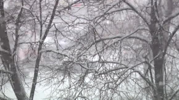 俄罗斯的雪和树视频的预览图
