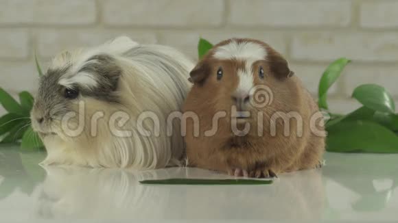 两只豚鼠作为电视幽默录像的播音员视频的预览图