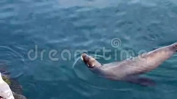加州蒙特利钓鱼码头附近的海狮游泳视频的预览图