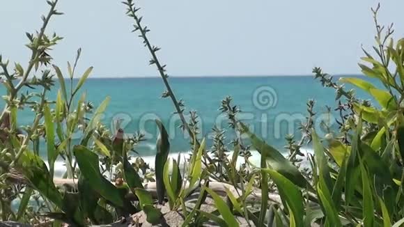 靠近海滩的天然植被视频的预览图