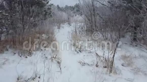 森林里下雪的冬天白雪覆盖的树木视频的预览图