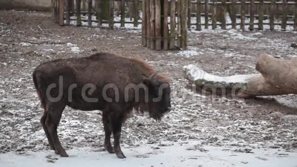 野牛在降雪下行走视频的预览图