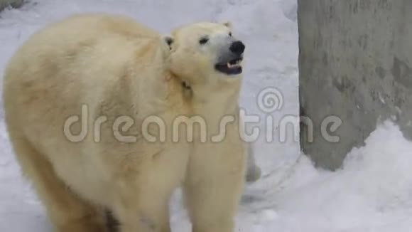 一个冬天北极熊幼崽在动物园和母熊玩耍视频的预览图
