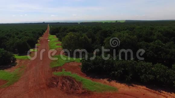 阳光明媚的橙色种植园巴西的空中景色视频的预览图