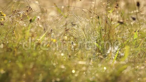 蜘蛛网在草地上露水在朝阳下闪烁视频的预览图