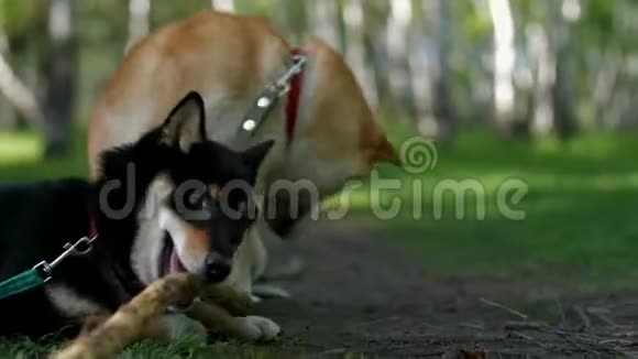 2Shiba这个品种的两只狗正在阳光明媚的森林里玩耍视频的预览图