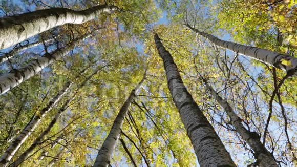 秋天的白桦树在蓝天的映衬下视频的预览图