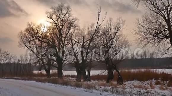 冬日夕阳树梢阳光雪景视频的预览图