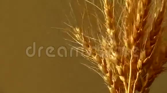 麦穗旋转360视频的预览图
