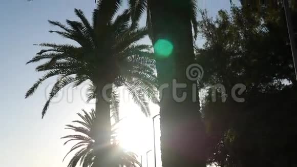 日落时棕榈树的剪影黑山海上日落视频的预览图