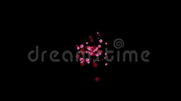 黑色背景4k的玫瑰花瓣视频的预览图