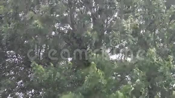 大雨落在树上大风天气视频的预览图