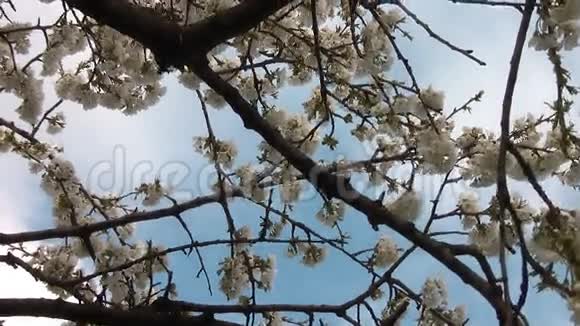 樱花在02年春天视频的预览图