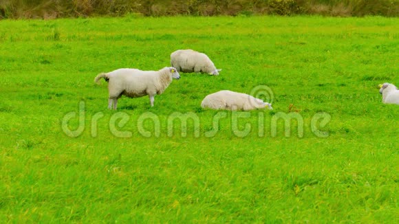 绵羊在绿色的田野上放牧视频的预览图