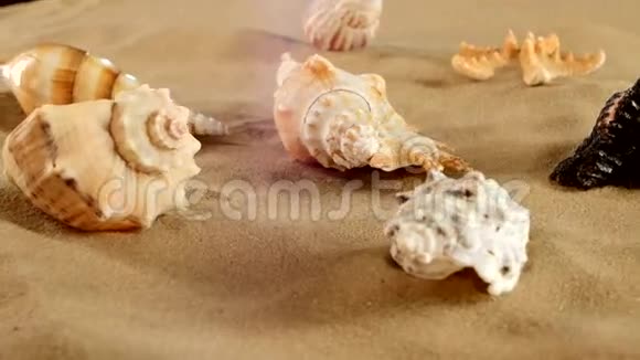 海滩上不同的贝壳和海星的侧面视频的预览图