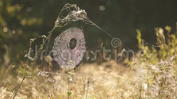 蜘蛛网在草地上露水在朝阳下闪烁视频的预览图