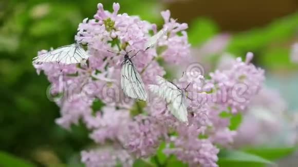 白色的蝴蝶坐在盛开的丁香上白菜蝴蝶视频的预览图