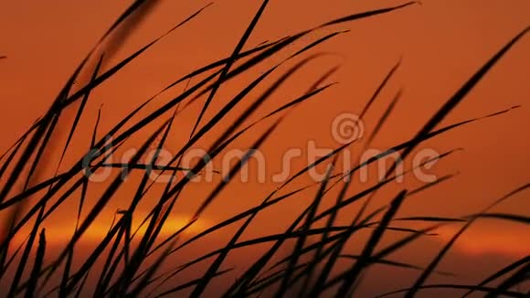 日落背景下的芦苇视频的预览图