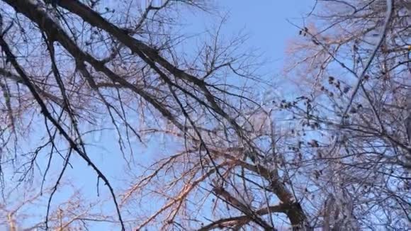 美丽的圣诞冬林白雪皑皑美丽的冬季景观慢动作冬天的霜冻在公园里视频的预览图