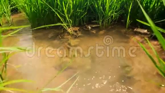 稻田灌溉渠抗远村视频的预览图