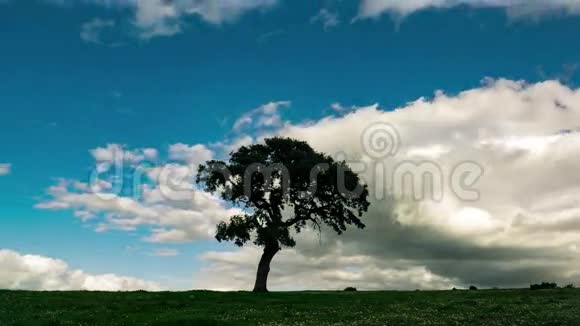 绿野孤树上的浮云视频的预览图