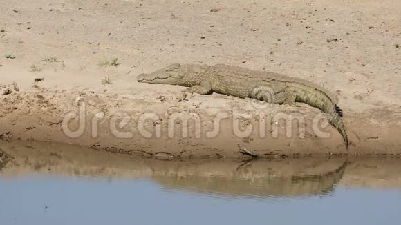 尼罗河鳄鱼在晒太阳视频的预览图