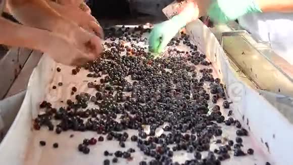 为葡萄酒生产准备葡萄的工人视频的预览图