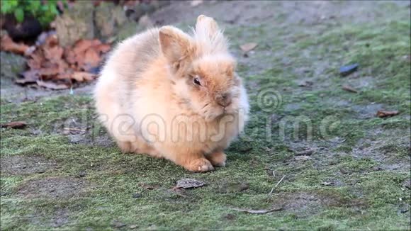 兔子可爱的小兔子外面复活节视频的预览图