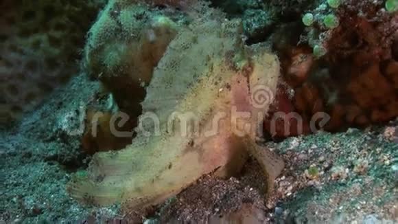 海底蝎子鱼寻找食物视频的预览图