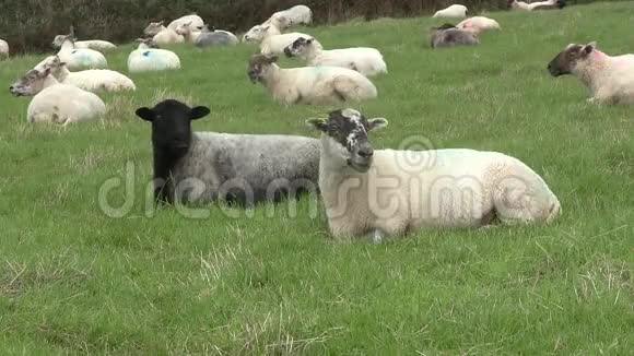 绵羊在田野里割草视频的预览图