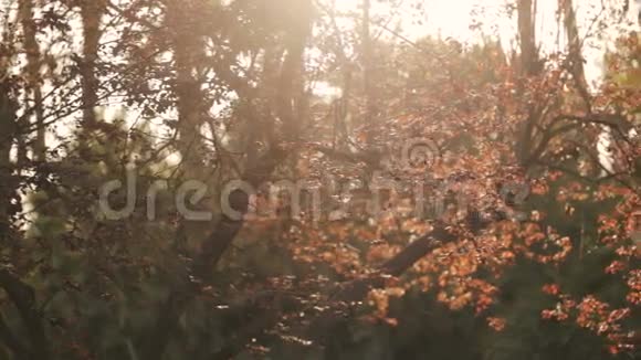 美丽的背景枝条五颜六色的红黄叶被阳光淹没视频的预览图