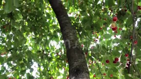 樱桃树闪耀着阳光视频的预览图