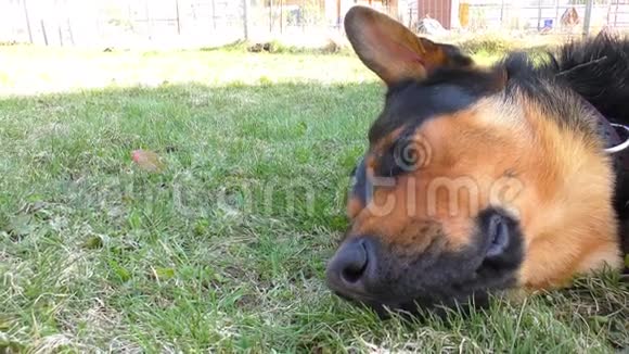 大公狗躺在草地上视频的预览图
