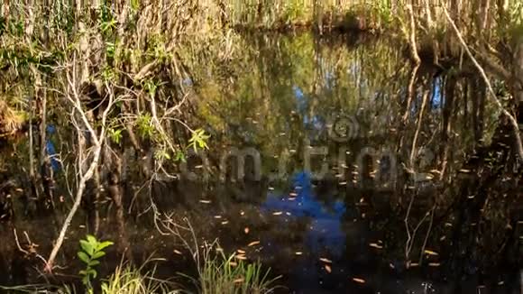 从池塘中的树木反射到天空中的相机移动视频的预览图