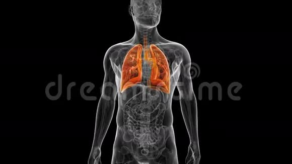 男性肺视频的预览图