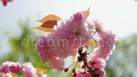日本花园里盛开的美丽的粉红色樱花视频的预览图