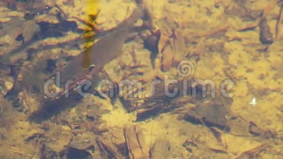在河里的水下栖息视频的预览图