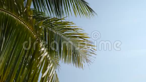绿色椰子棕榈对抗蓝天热带背景4K泰国视频的预览图