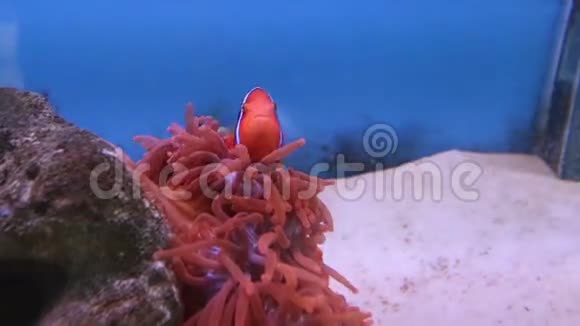 珊瑚中形状奇特的红海鱼视频的预览图