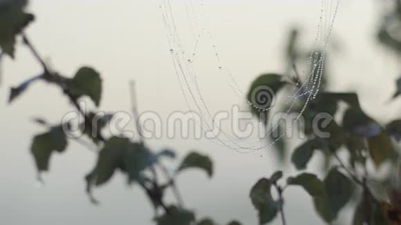 蜘蛛网被露水覆盖视频的预览图