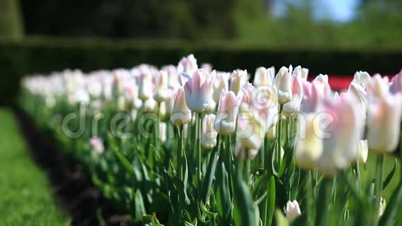 城市公园里许多新鲜的白色和粉红色郁金香花的花坛视频的预览图