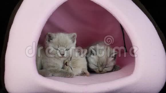 小猫睡在粉红色的宠物帐篷里视频的预览图